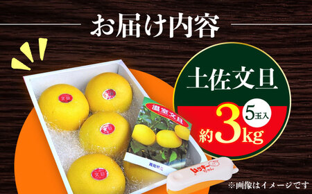 【先行予約】 南国高知温室土佐文旦 約3kg 5玉〈2026年11月中旬～2027年2月中旬頃発送〉/ 文旦 ぶんたん 3kg 3キロ 温室 果物 フルーツ デザート 柑橘 南国 土佐 高知 名物 名産 ムッキー 【フルーツショップオザキ】[ATAH013]