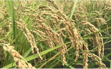 コシヒカリ 10kg 白米 コシヒカリ 高知県 kr-0072