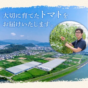 フルーツトマト 朱々 Mサイズ (計1kg・16-18玉) M 高糖度 糖度 フルーツトマト トマト 野菜 サラダ 大分県 佐伯市 九州産 国産 大分県 佐伯市【CH63】【サニープレイス】