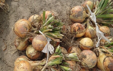 淡路島産玉ねぎ10kg　◆配送7月中旬～