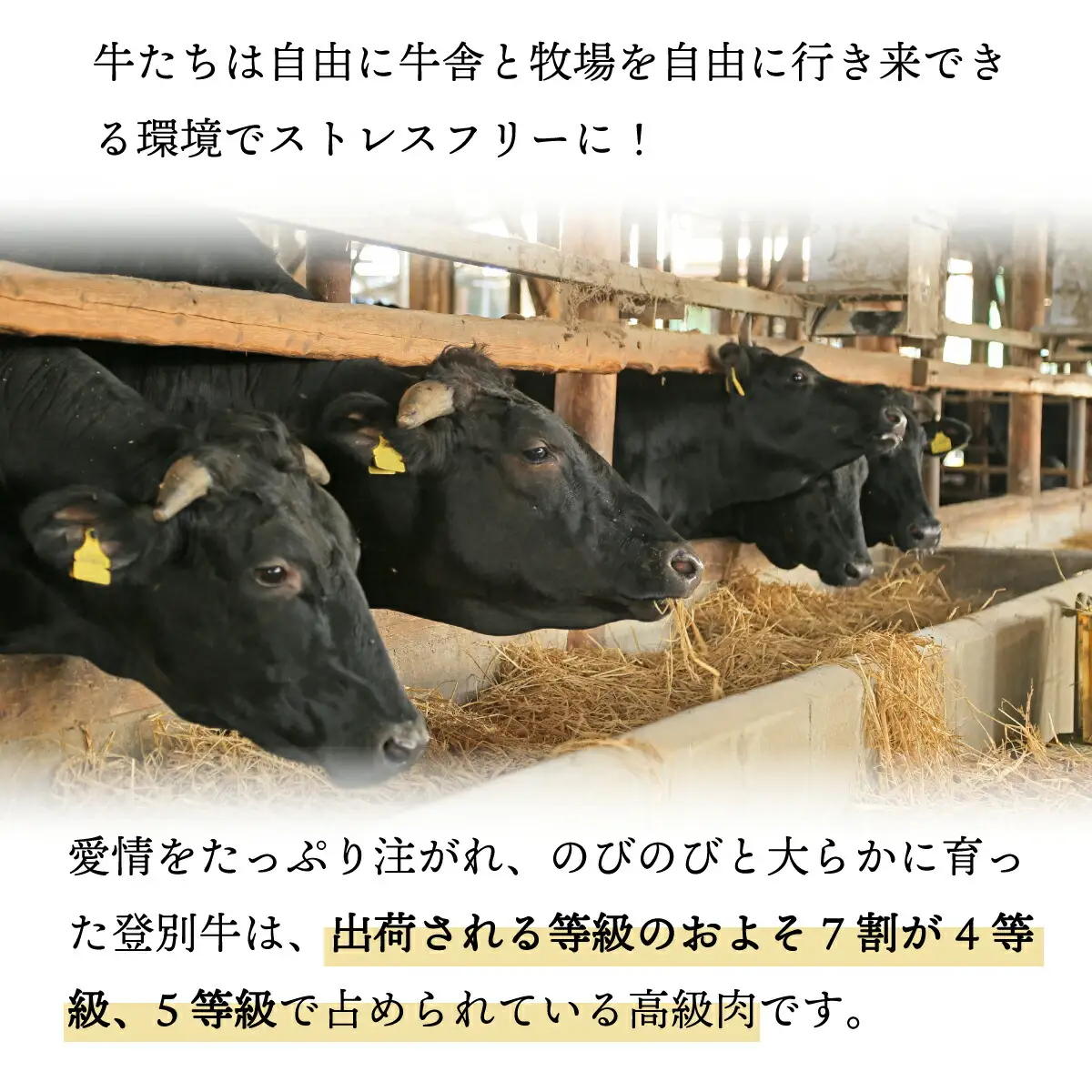 肉のあさひ 登別牛100％使用ハンバーグ 120g×5個[全5回お届け]