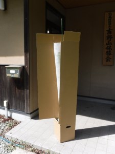 吉野山の桜の苗木　1本（2～3年生）移植に最適な11月～2月に発送《公益財団法人 吉野山保勝会》