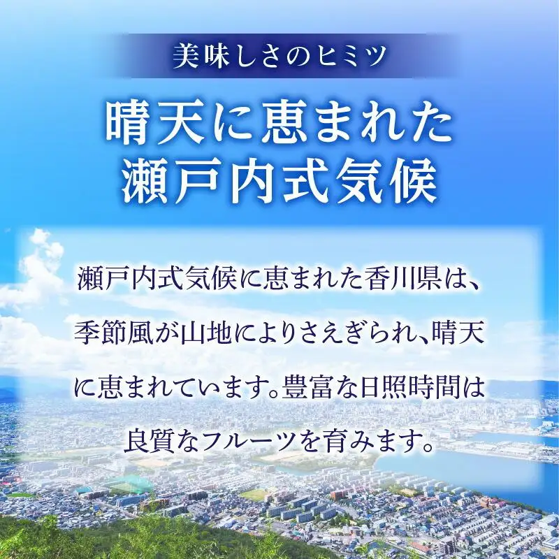 厳選大玉 さぬきエンジェルスイート 化粧箱 約1kg【2026年11月中旬～2027年1月下旬配送】