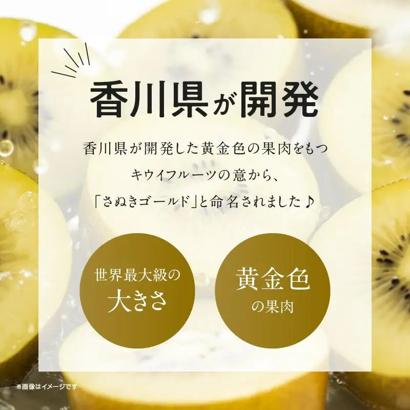 さぬきゴールドキウイ化粧箱　約1.4kg【2026年10月中旬～2027年1月下旬配送】