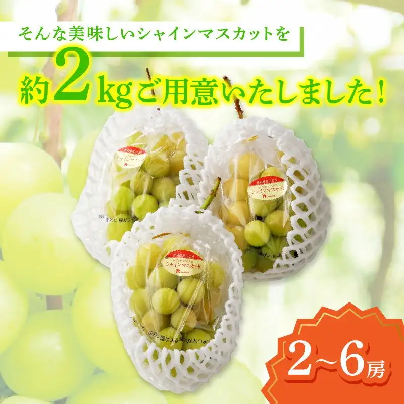 ご家庭用シャインマスカット 約 2kg ぶどう 【2026-8月下旬～2026-9月下旬配送】