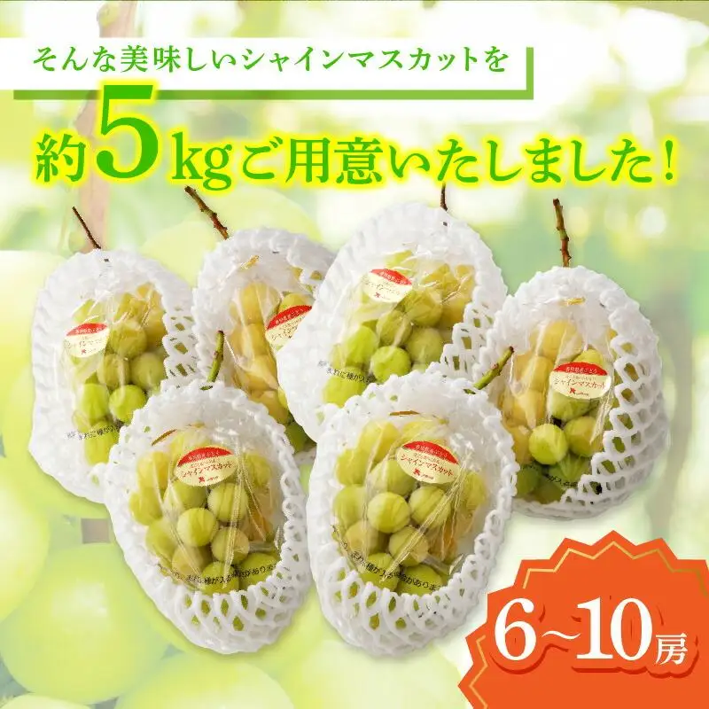 ご家庭用 シャインマスカット 約5kg 【2026-8月下旬～2026-9月下旬配送】