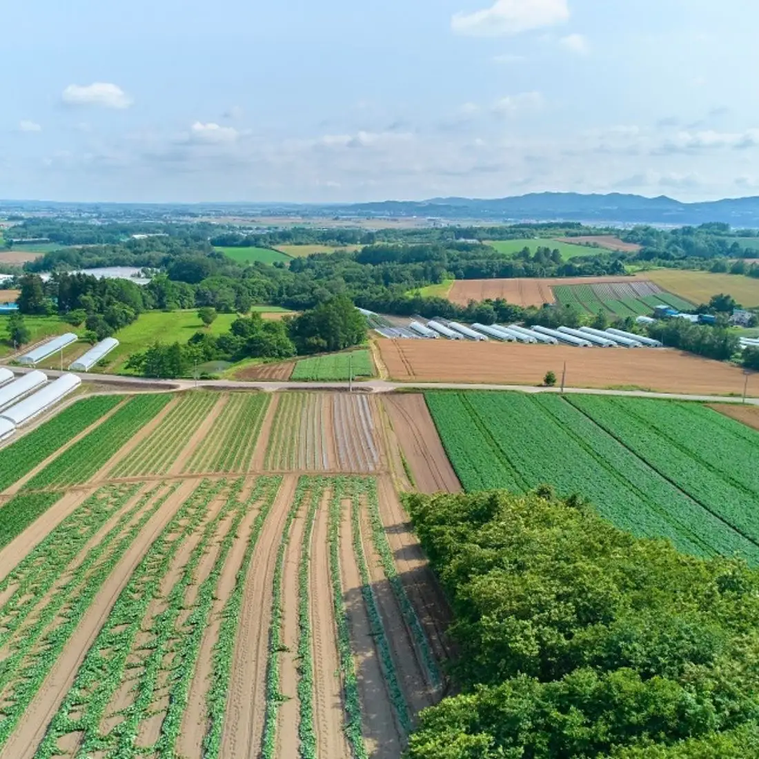 大地の恵み「とうもろこし2色セット」10本