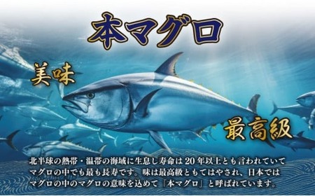 本マグロ 小分け 計約600g  【まぐろ】