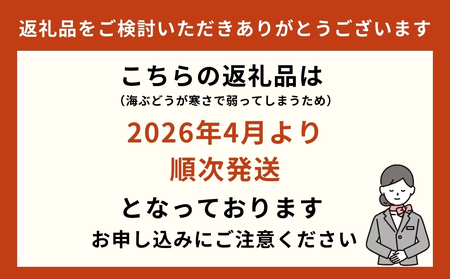 海ぶどうSuperLover　大容量1kgパック【2026年4月より順次発送】