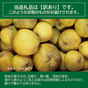 【訳あり】 河内晩柑 （愛南ゴールド）5kg 木取り完熟 樹齢25年 吉本農園 柑橘 みかん 愛南ゴールド 蜜柑 グレープフルーツ ゼリー ジュース アイス 果物 フルーツ サイズミックス 規格外 愛媛県 愛南町