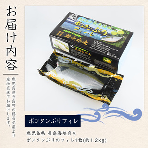 ＜期間限定＞長島海峡育ち！ボンタンぶりのフィレ【鶴長水産】turu-7311R8