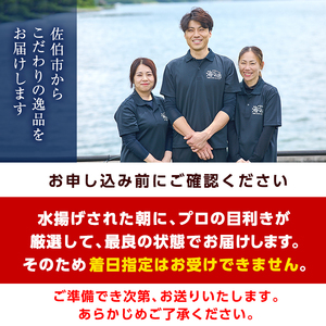 ＜定期便・全12回 (連続)＞魚介類定期便 (2-3人前×12ヶ月)魚 魚介 いか イカ たこ タコ 貝 海老 えび エビ 獲れたて 冷蔵 海の直売所 大分県 佐伯市【AS63】【海べ (株)】