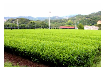 西尾吉良「茶うどん」(4人前)【粉末緑茶8包付き】2セット・N048-12
