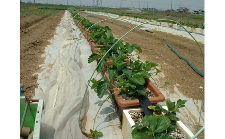 イチゴ専用メーデル培養土20L×2袋・A015-14