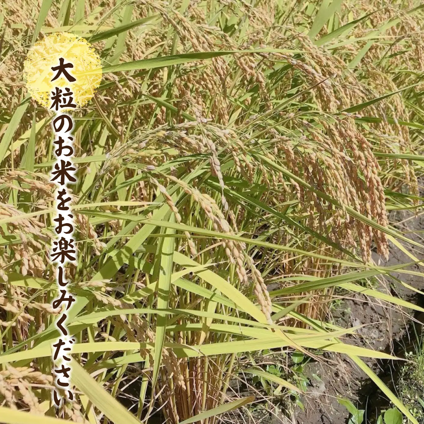 令和7年産邑南町瑞穂産コシヒカリ10kg（5kg×2）