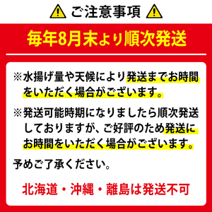 伊勢海老 ＜訳あり＞ 氷締め 2尾 総量1kg以上  伊勢海老 【江川商店】 【0343207a】