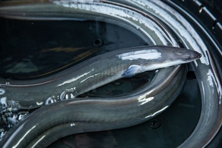 【超特大サイズ】山梨県産富士山脈の地下水うなぎ蒲焼1尾220g以上+100g肝煮セット 138-005
