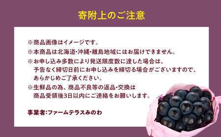 ぶどう ナガノパープル 2kg 葡萄 ブドウ 長野パープル 果物 くだもの フルーツ 旬の果物 旬のフルーツ 信州 長野 長野県
