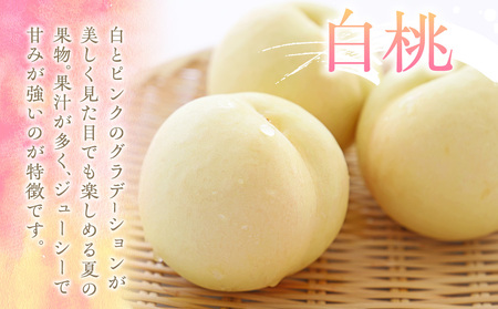 もも 3kg 11玉以上 信州のもも 桃 モモ 果物 くだもの フルーツ 旬の果物 旬のフルーツ 信州 あかつき 白桃 白根白桃 黄金桃 川中島白桃 信州 長野 長野県