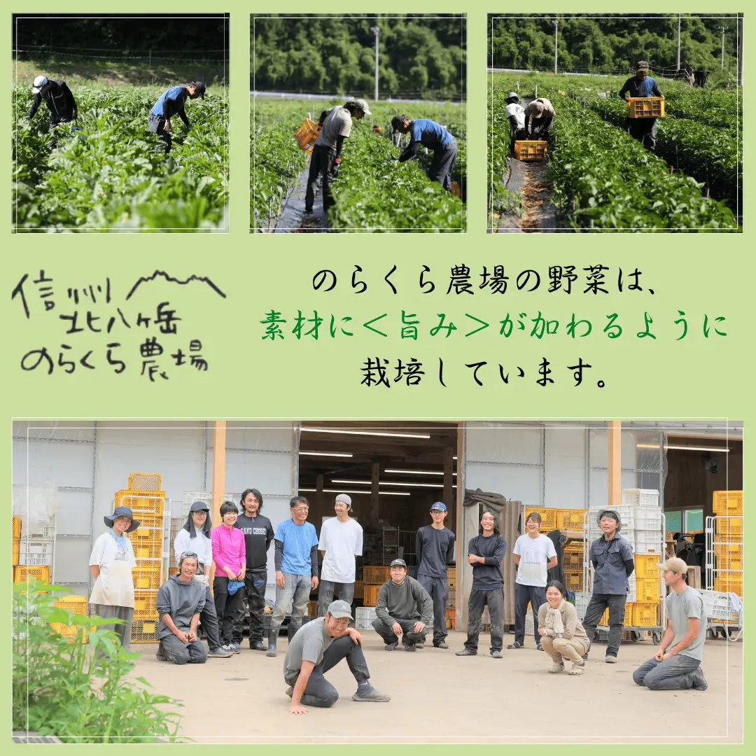 【先行受付】有機野菜ちいさな畑セット（Lサイズ　３～４人前）有機野菜［NK-102］