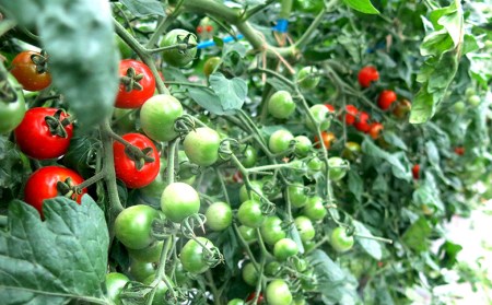 【 栄養剤 】 栄養剤園芸