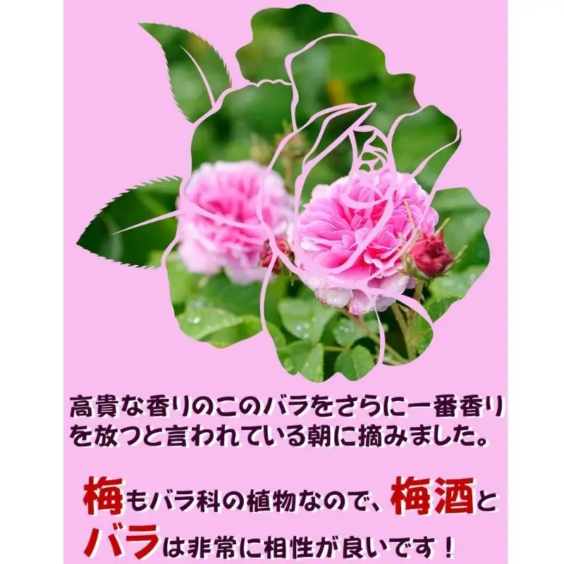 五代庵　梅酒　3本セット　にごり梅酒、蜜柑梅酒、薔薇梅酒各300ml　1セット　azmn004A【azmn004A】