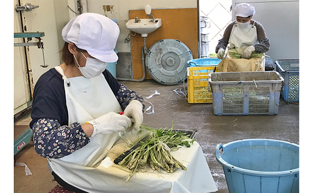 伊豆天城産 わさび漬・わさび味噌セット 調味料