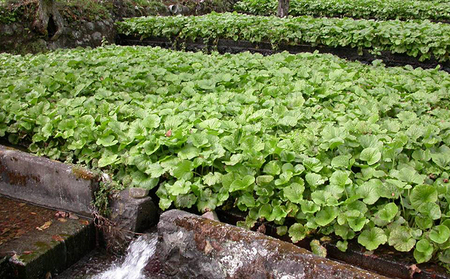 山城屋　わさび贅沢セット 調味料