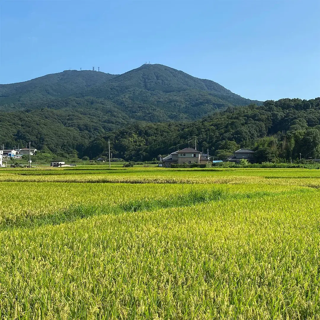 《 令和7年産 先行予約 》 コシヒカリ 「幻の米 羽鳥米」 15kg (5kg × 3袋) 筑波北麓秘蔵米 お米 ごはん 精米 コメ 白米 国産 茨城県 桜川市 限定 期間限定 数量限定 銘柄米 [AX001sa]