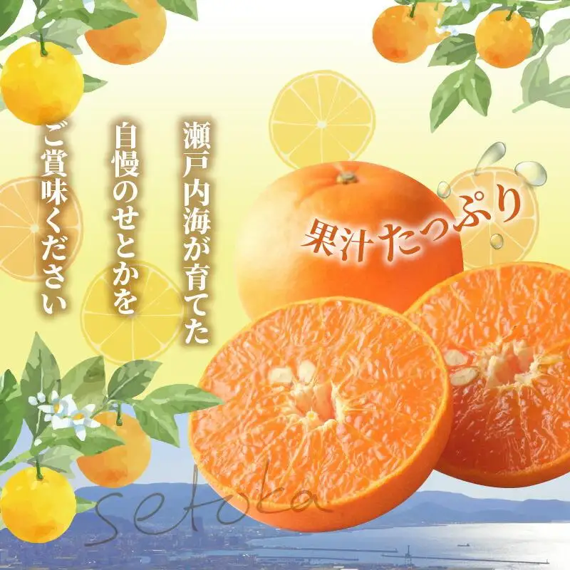 ハウスせとか　約2.8kg【2027年1月下旬～2027年2月下旬配送】