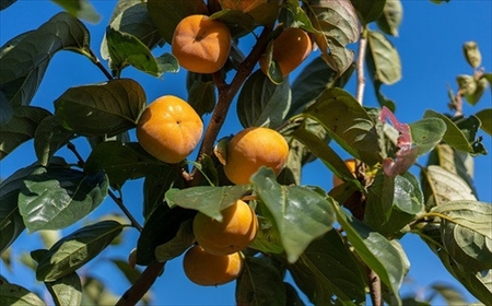 【先行予約・令和8年秋発送】とろける甘みの新道柿 5kg 種なし柿[ZB119]