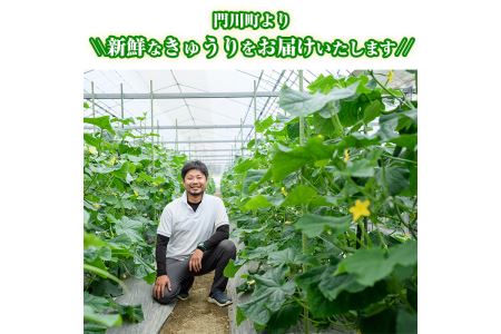 宮崎県産きゅうり(5kg)野菜 やさい 旬 新鮮 サラダ キュウリ 胡瓜 冷蔵 宮崎県産【NS-1】【中澤農園】