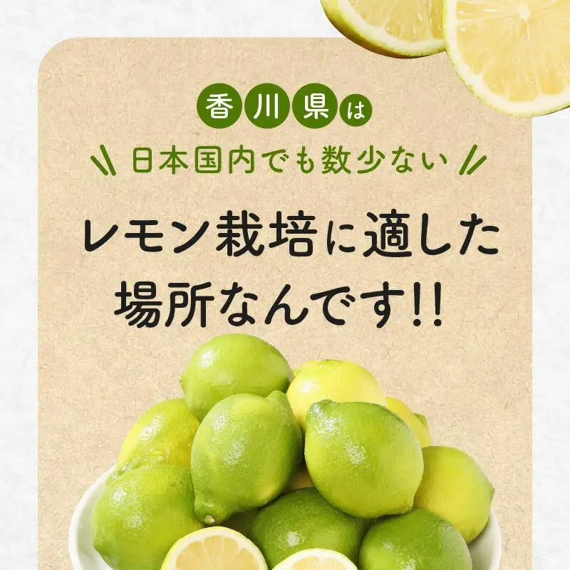レモン　約2kg【2026年11月下旬～2027年4月上旬配送】