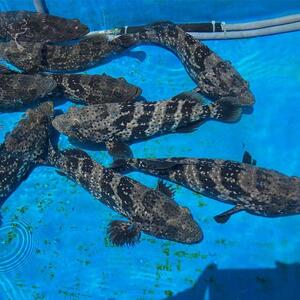 【鮮度抜群！】沖縄県産 しゃぶしゃぶセット ヤイトハタ（アーラミーバイ）約300～350g｜鍋 鍋セット 3～4人前