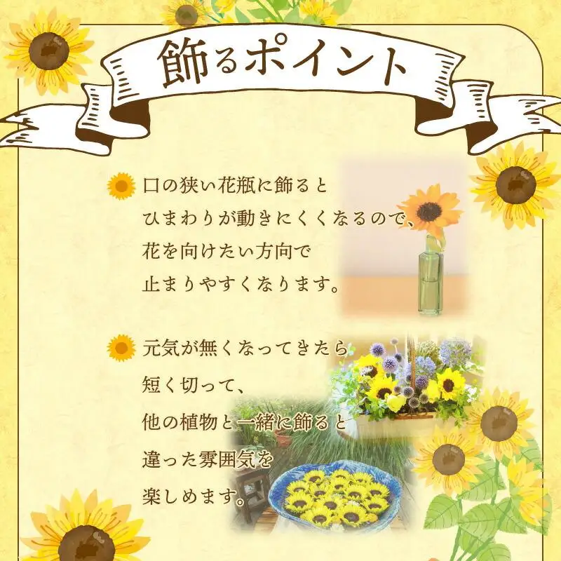 ヒマワリ切花(長さ60～80cm)【2026年6月中旬～2026年9月下旬配送】