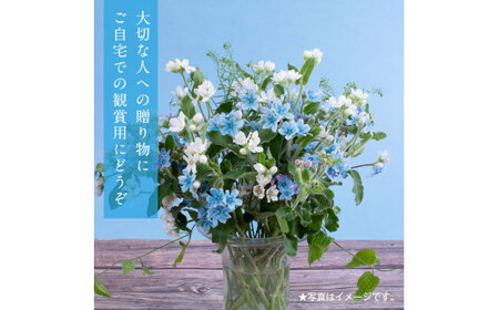 《先行予約》芸西村特産ブルースター花束（約15本程度の花束）