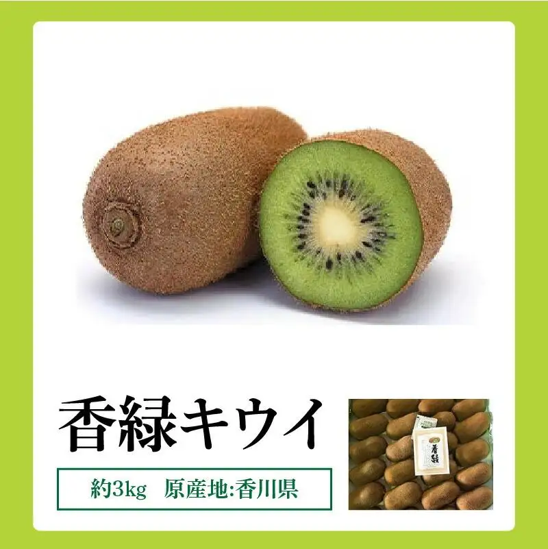 香緑キウイ　約3kg【2026年11月下旬～2027年2月下旬配送】