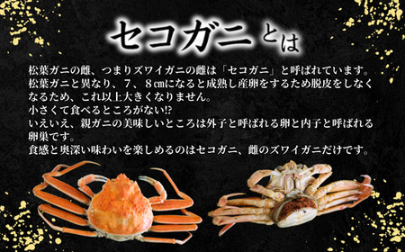【先行予約】活 セコガニ 6匹 1匹約120g 冷蔵 【令和8年11月中旬以降発送予定】 かに カニ 37-01