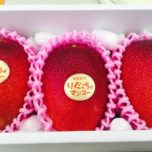完熟アップルマンゴー１kg（２個～４個入り）アーウィン種 南国フルーツ 果物 果汁 濃厚  樹上完熟マンゴー ギフト プレゼント 送料無料【R00520】