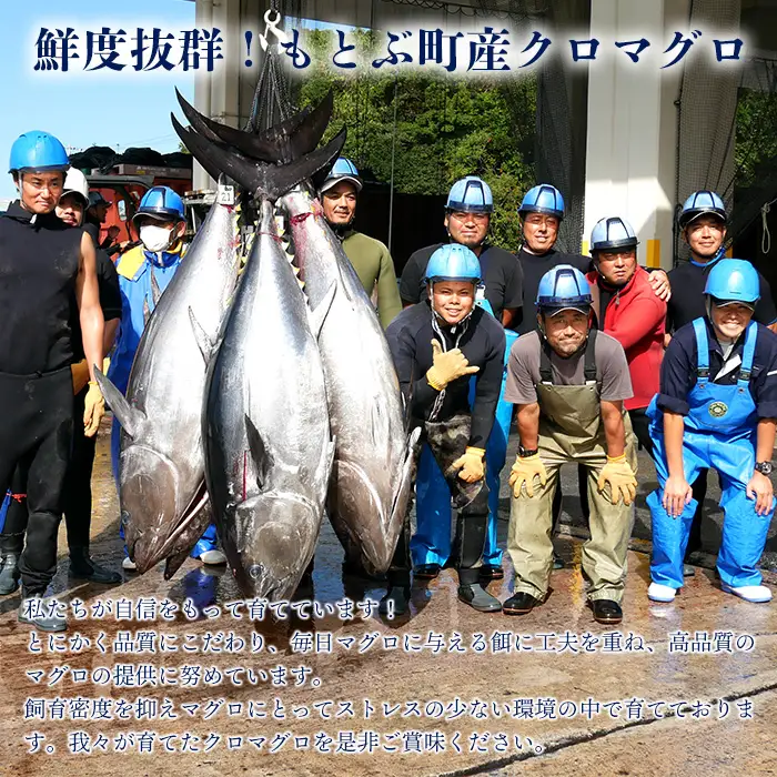 本マグロづくし（大トロ・中トロ・赤身） 本部町産 約800g～1000g マグロ