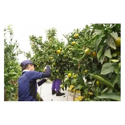 【先行予約】極早生みかん「南国の陽蜜・陽宝」5kg 糖度12度以上＜2-6a＞