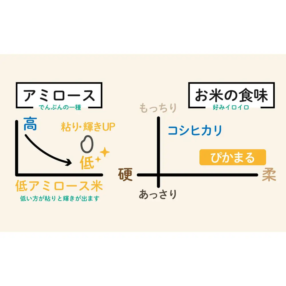 【令和8年産新米予約】精米10kg 南魚沼産ぴかまる　金賞受賞（米・食味分析鑑定コンクール）（5kg×２袋）・農家直送_AG【銘柄米 ブランド米 精米 ぴかまる 魚沼産】【令和8年11月上旬から1ヶ月以内に順次発送予定】