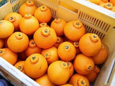 ZE6104n_【2027年先行予約】有田の不知火(しらぬひ）【化粧箱】 12玉（Mサイズ）まごころ手選別