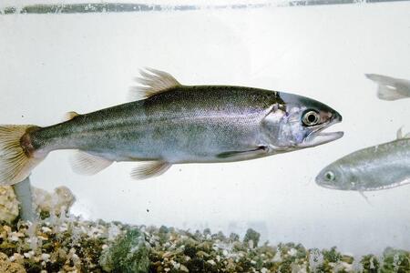 西湖のヒメマス