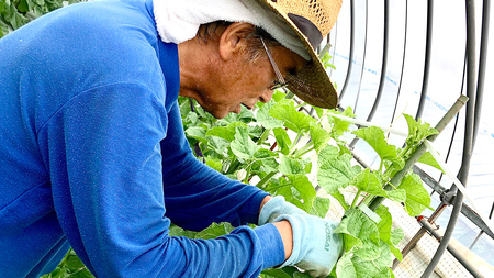 【2026年8月下旬発送開始】 季節 限定 ！ 甘さ満点 特大 アールスメロン 1個 [BC005sa]