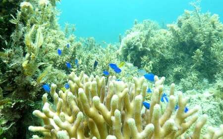神様を感じる島「浜比嘉島」でスノーケリング（1名様）
