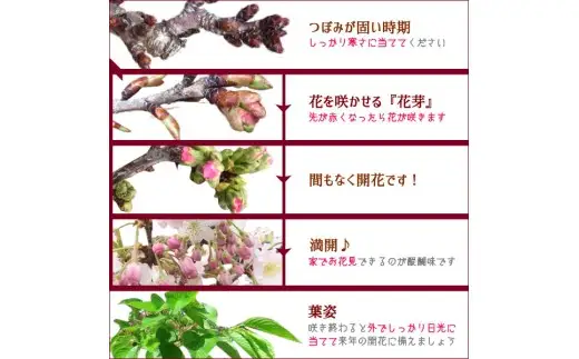 【39-03】 養庄園 桜盆栽