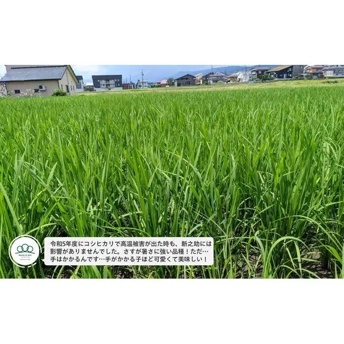 【令和8年産新米予約】玄米5kg 南魚沼産新之助・農家直送_AG【銘柄米 ブランド米 玄米 新之助 魚沼産 新潟米 産地直送 お米 米 こめ コメ ご飯 御飯 ごはん】【令和8年10月中旬から1ヶ月以内に順次発送予定】