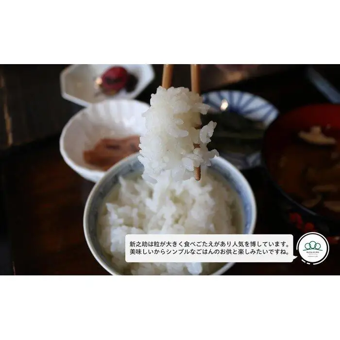 【令和8年産新米予約】精米5kg 南魚沼産新之助・農家直送_AG【銘柄米 ブランド米 精米 新之助 魚沼産 新潟米 産地直送 お米 米 こめ コメ ご飯 御飯 ごはん】【令和8年10月中旬から1ヶ月以内に順次発送予定】