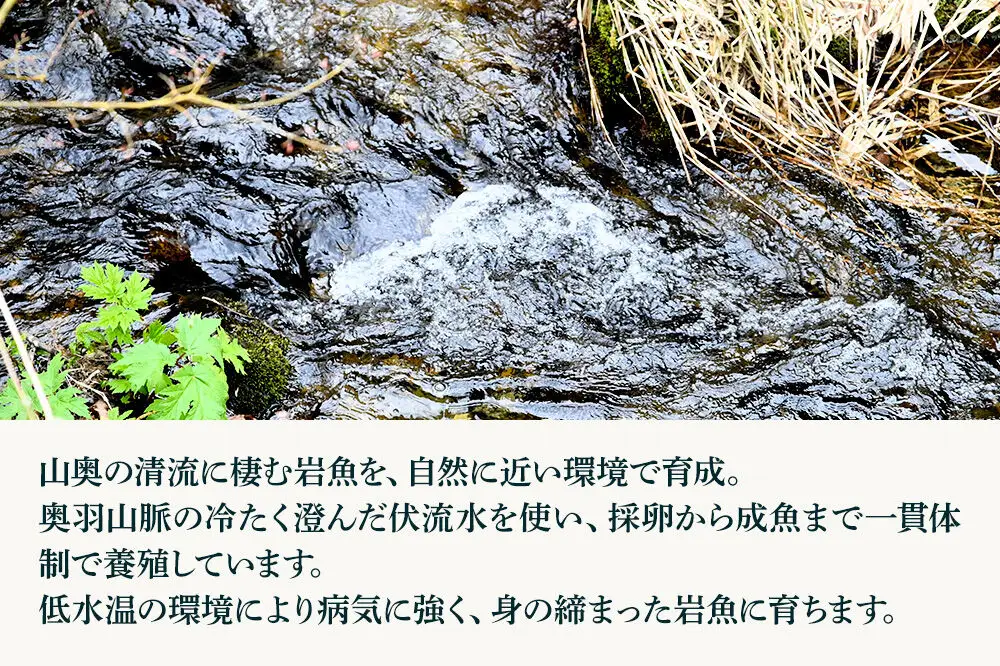 生きている岩魚（イワナ）10匹 酸素を入れて袋詰め【発送可能エリア：東北・関東・信越】長四郎